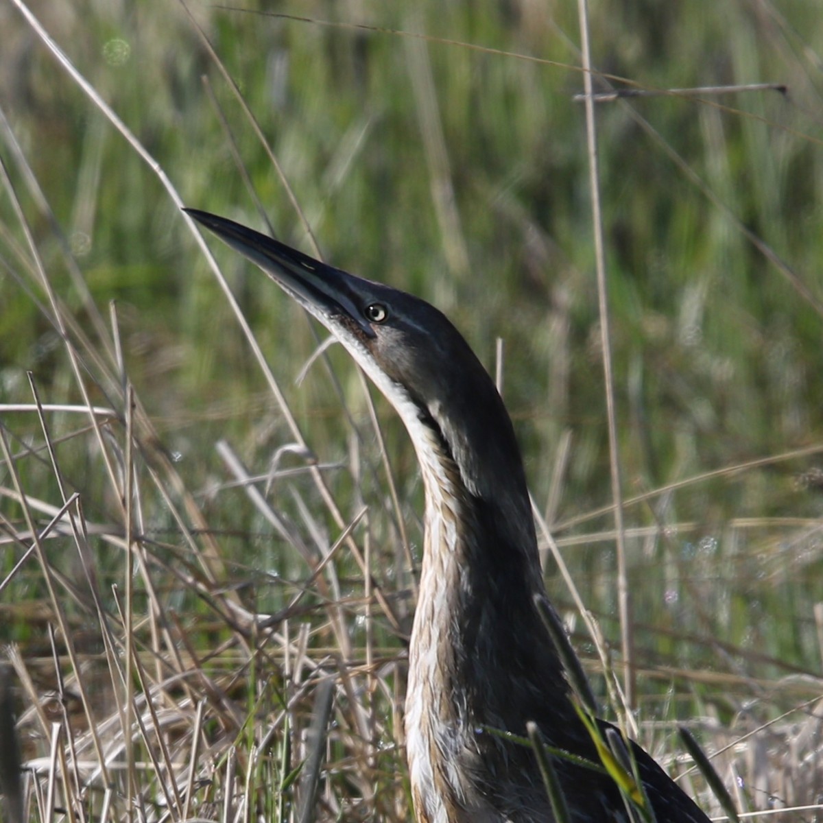 American Bittern - ML619543608