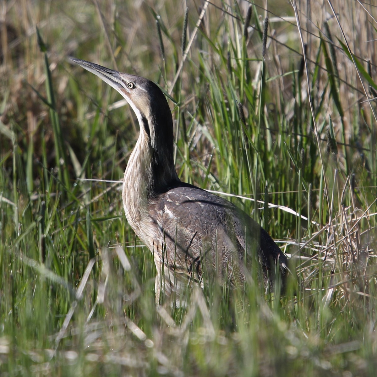 American Bittern - ML619543609