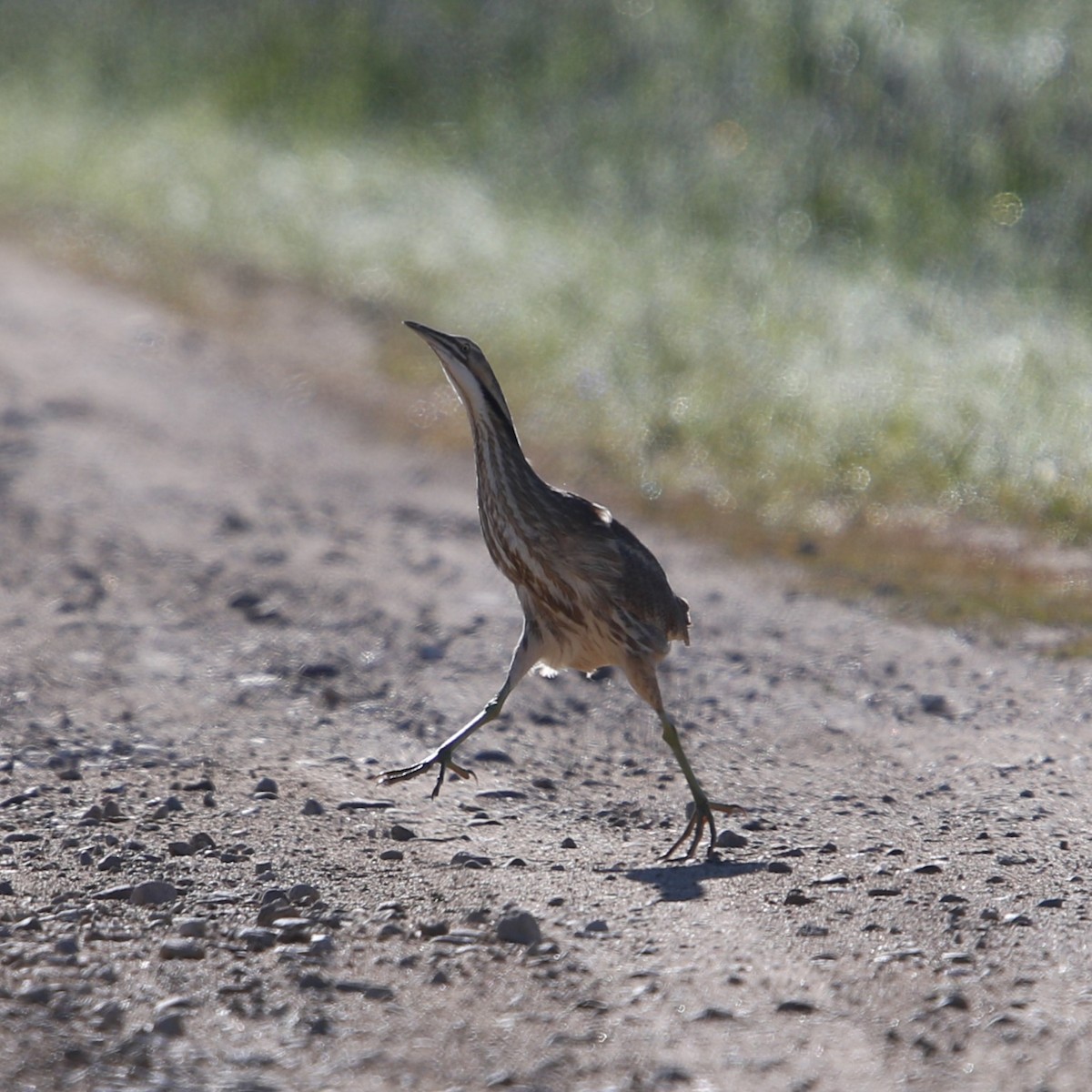 American Bittern - Matthew Henderson