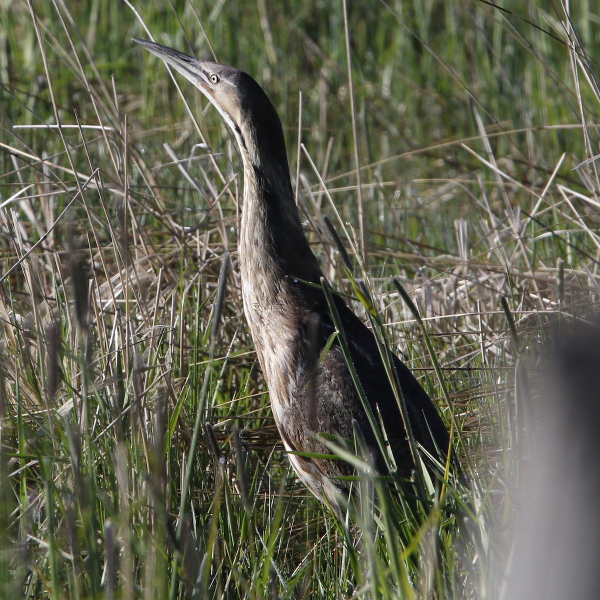 American Bittern - ML619543612