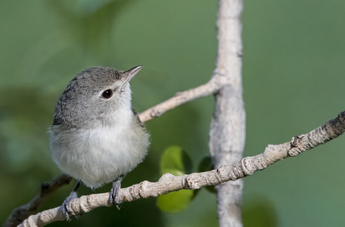 Bell's Vireo - Daniel Ward