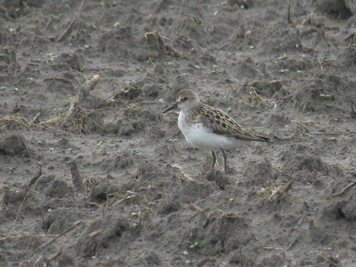 Semipalmated Sandpiper - Eric Cormier