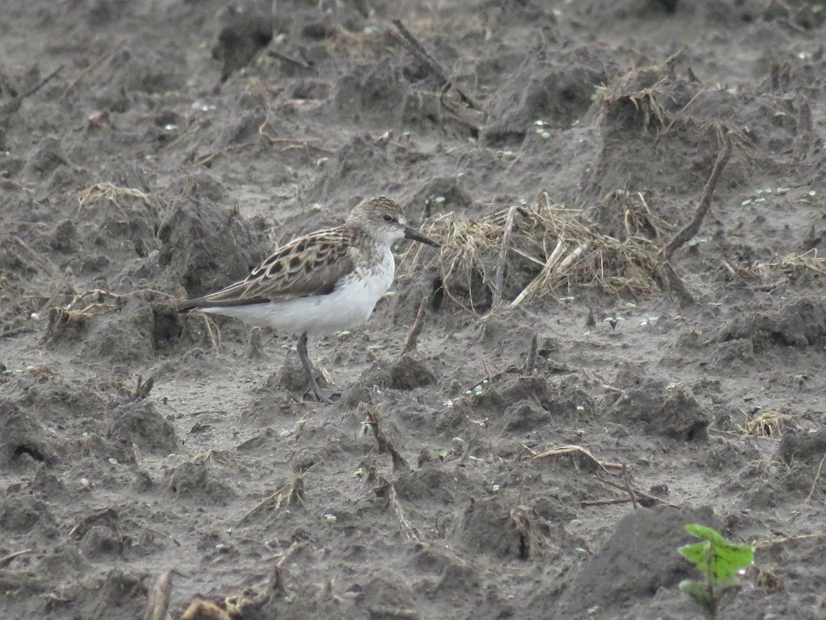 Semipalmated Sandpiper - Eric Cormier