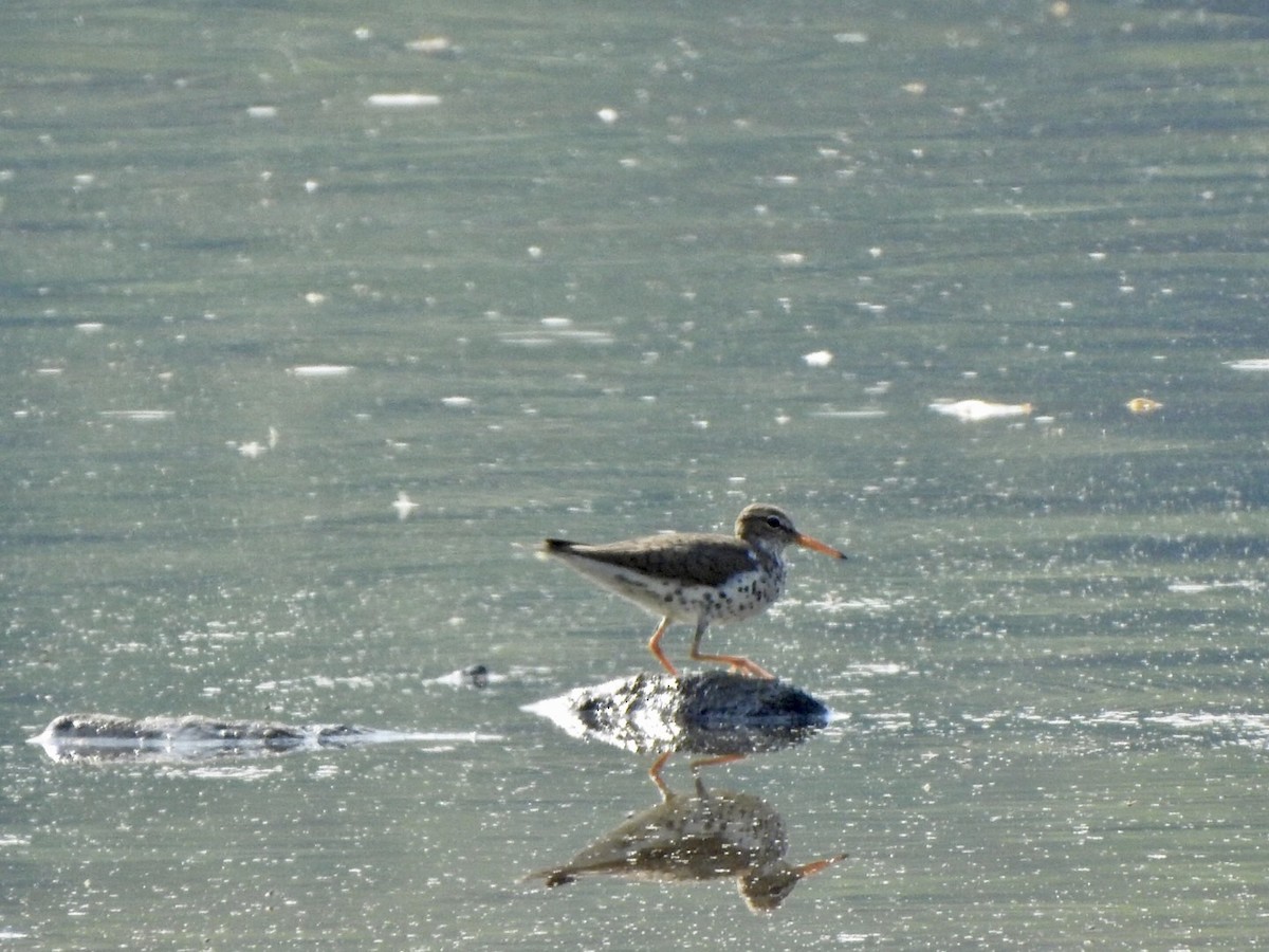 Spotted Sandpiper - Anita Hooker