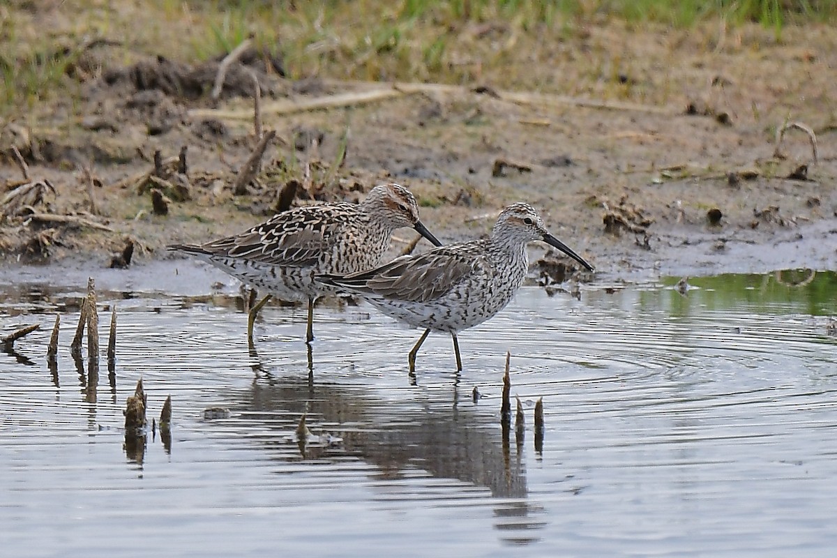 Stilt Sandpiper - Aubrey  Robson