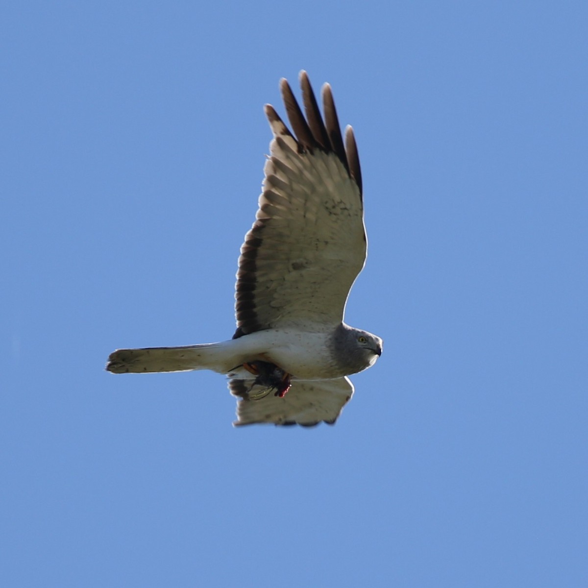 Northern Harrier - Matthew Henderson