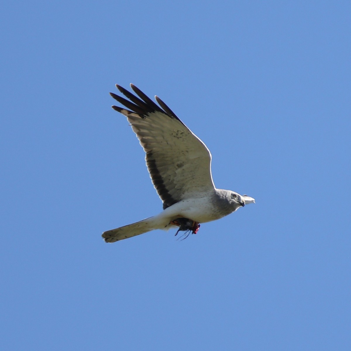 Northern Harrier - Matthew Henderson