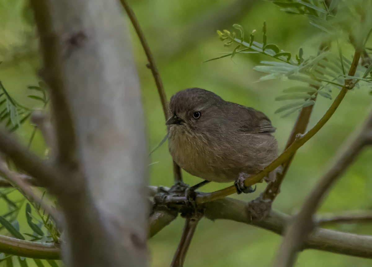 Wrentit - Daniel Ward