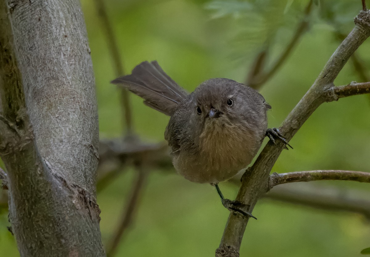 Wrentit - Daniel Ward