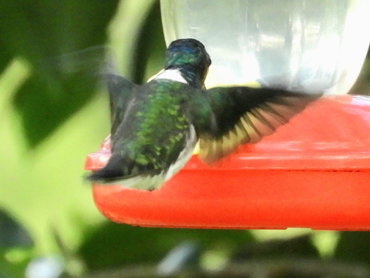 White-necked Jacobin - Juan Delgado