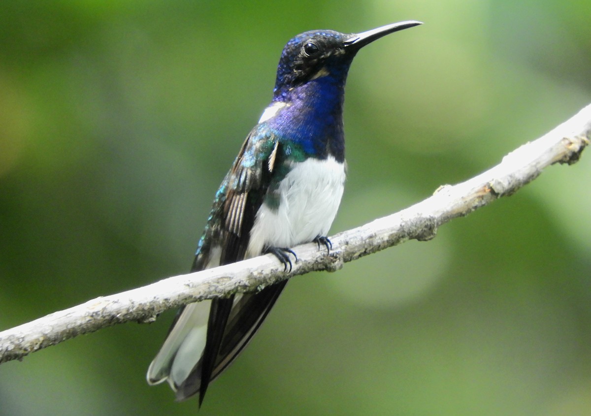 White-necked Jacobin - Juan Delgado