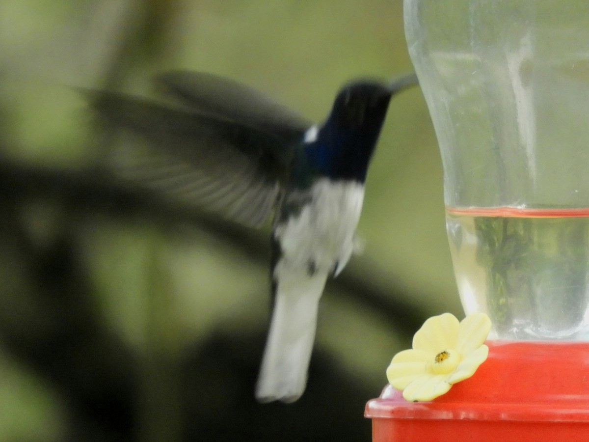 White-necked Jacobin - Juan Delgado