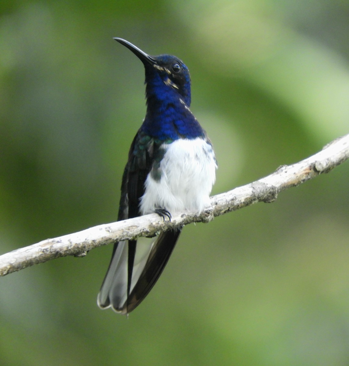 White-necked Jacobin - Juan Delgado