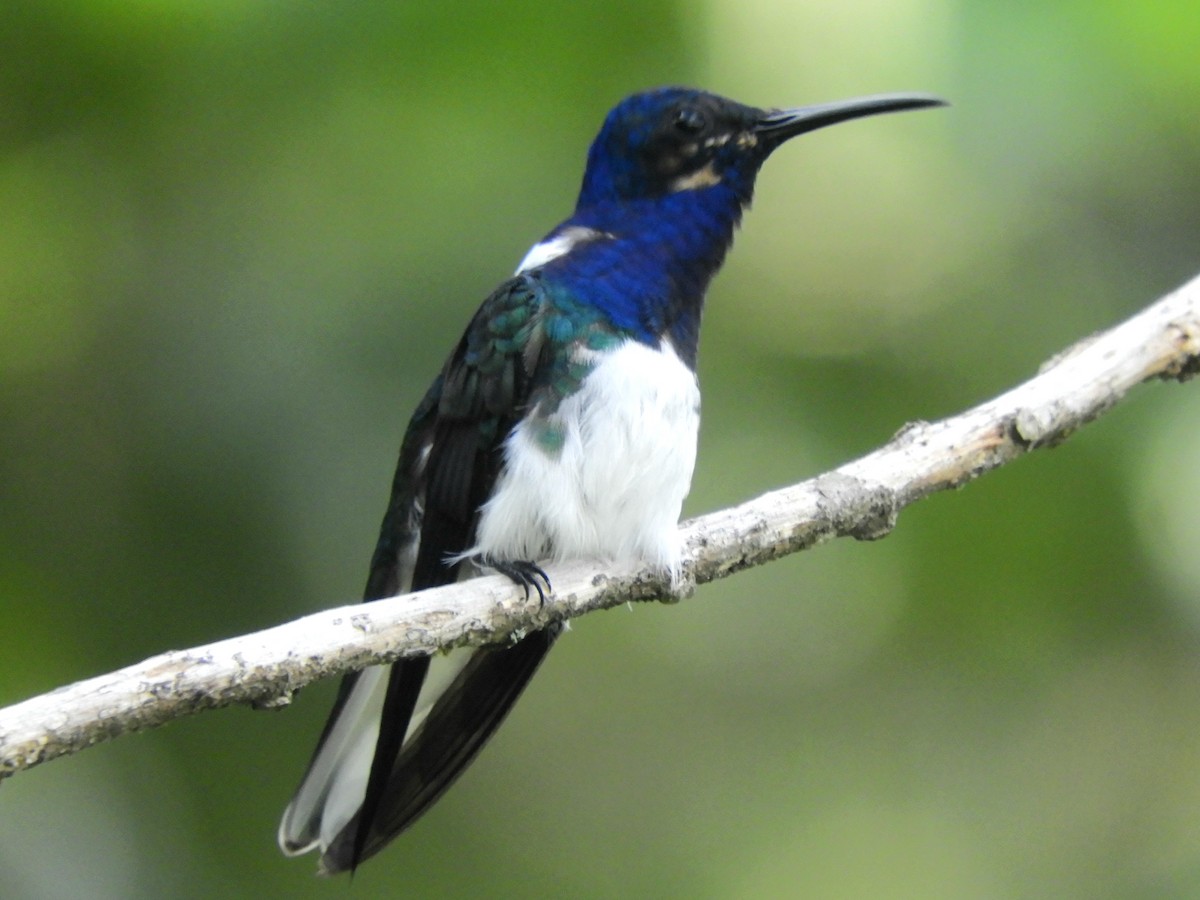 White-necked Jacobin - Juan Delgado