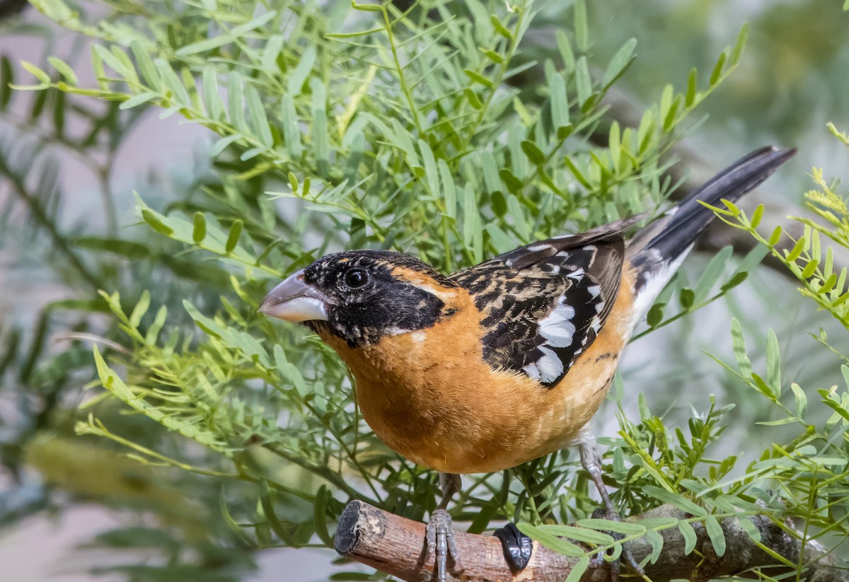 Black-headed Grosbeak - Daniel Ward