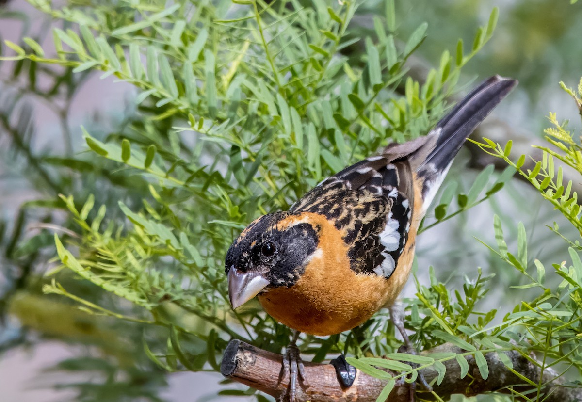 Black-headed Grosbeak - Daniel Ward