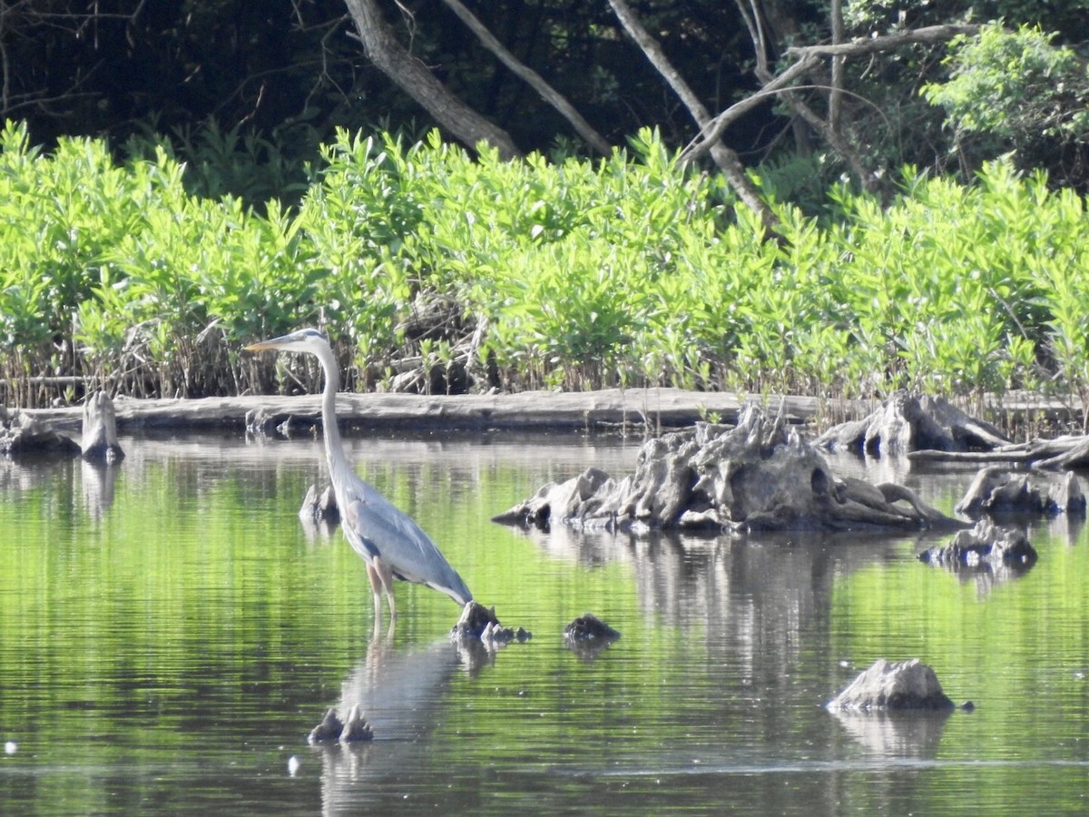 Great Blue Heron - ML619543650