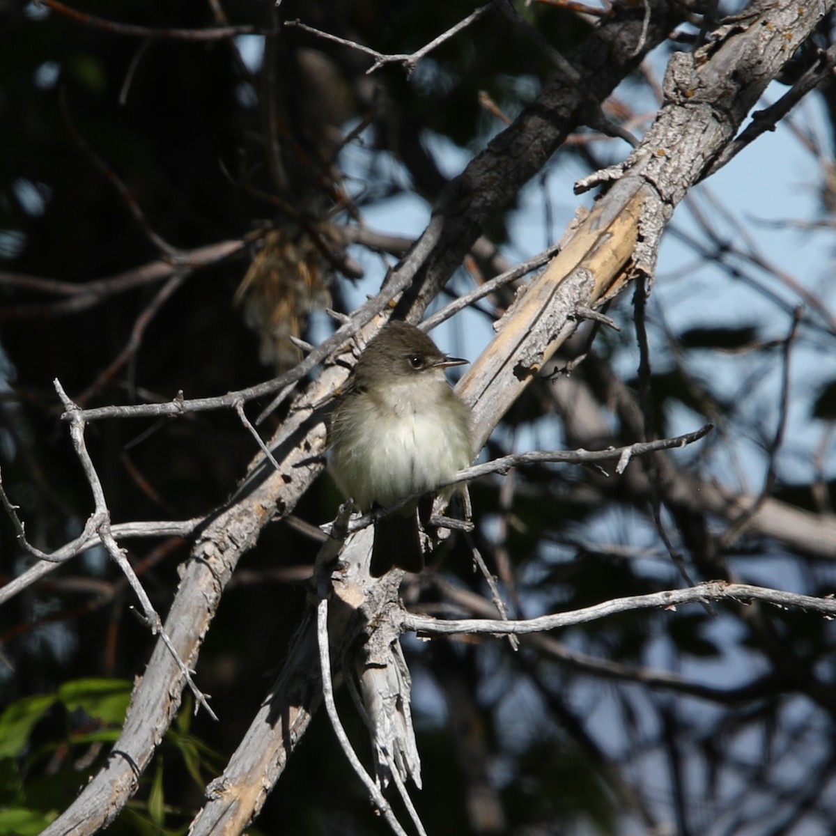 Willow Flycatcher - Matthew Henderson