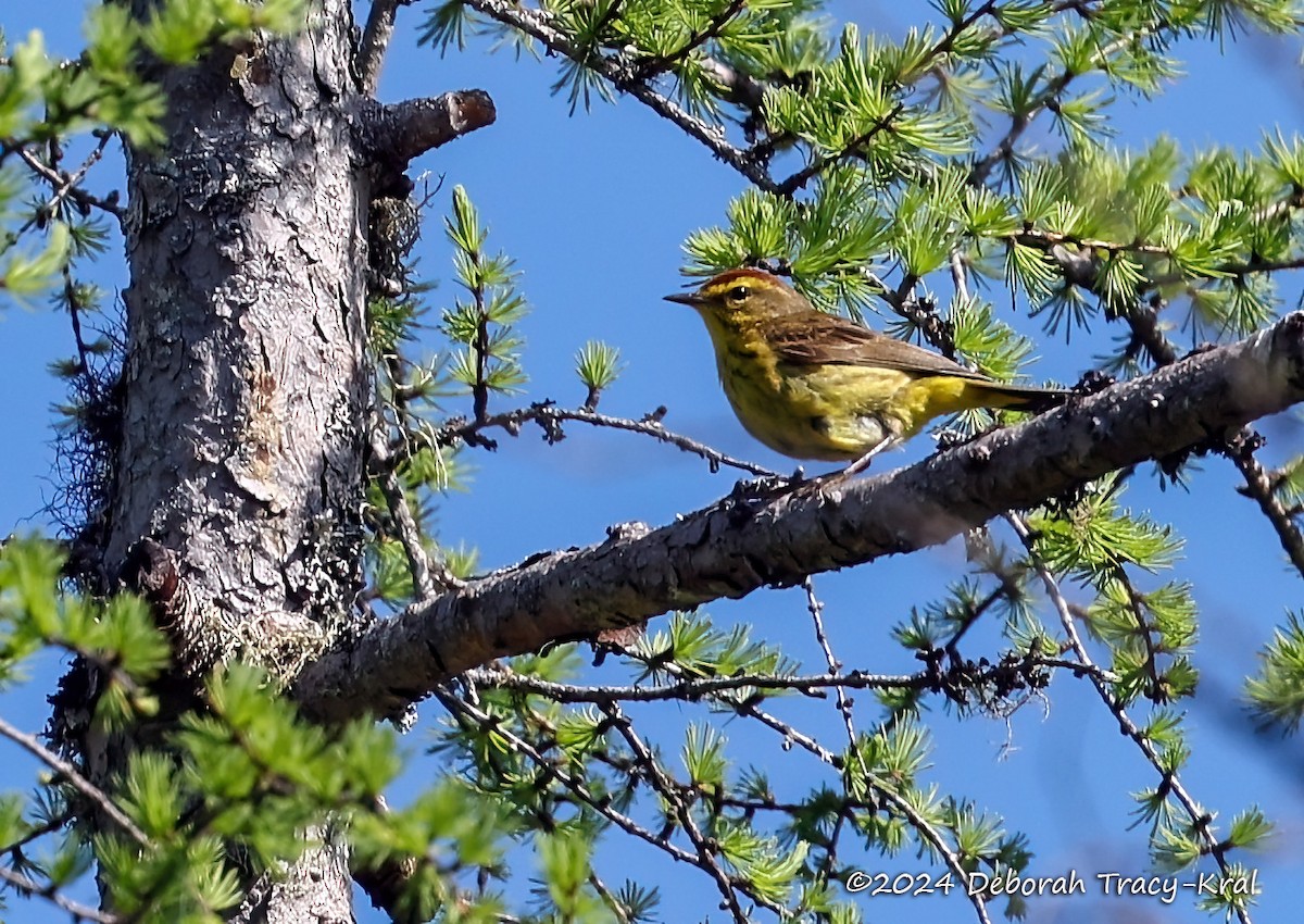 Palm Warbler - Deborah Kral