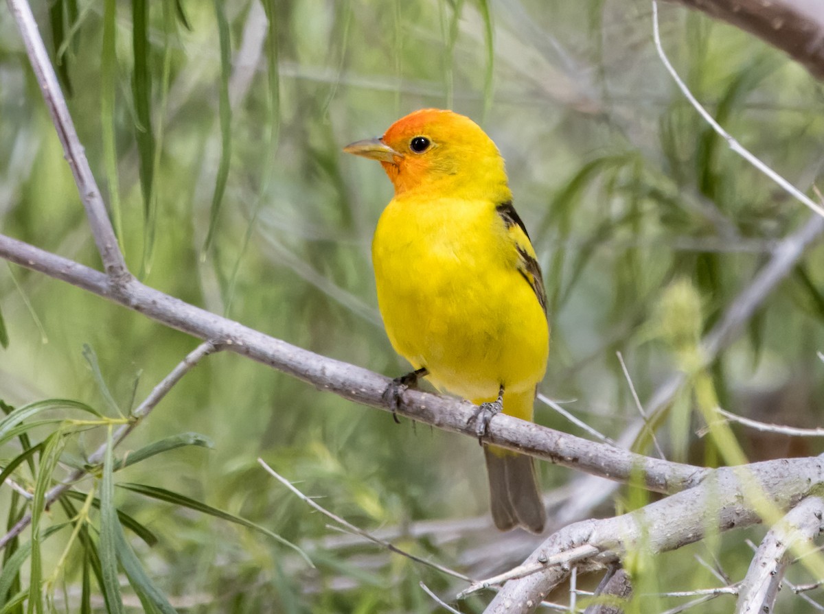 Western Tanager - Daniel Ward