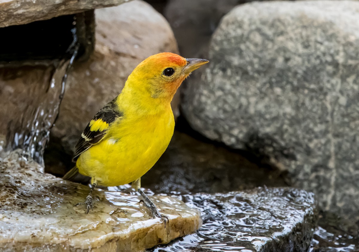 Western Tanager - Daniel Ward