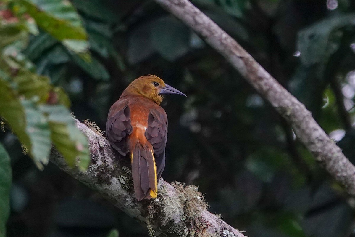 Russet-backed Oropendola - Celesta von Chamier