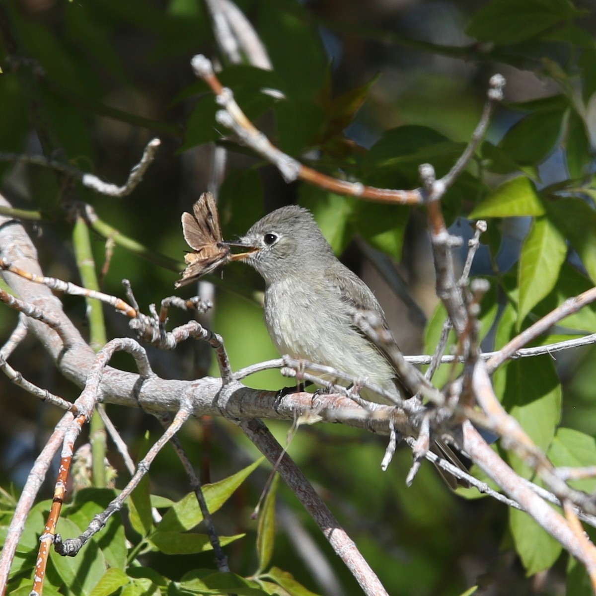 Dusky Flycatcher - Matthew Henderson