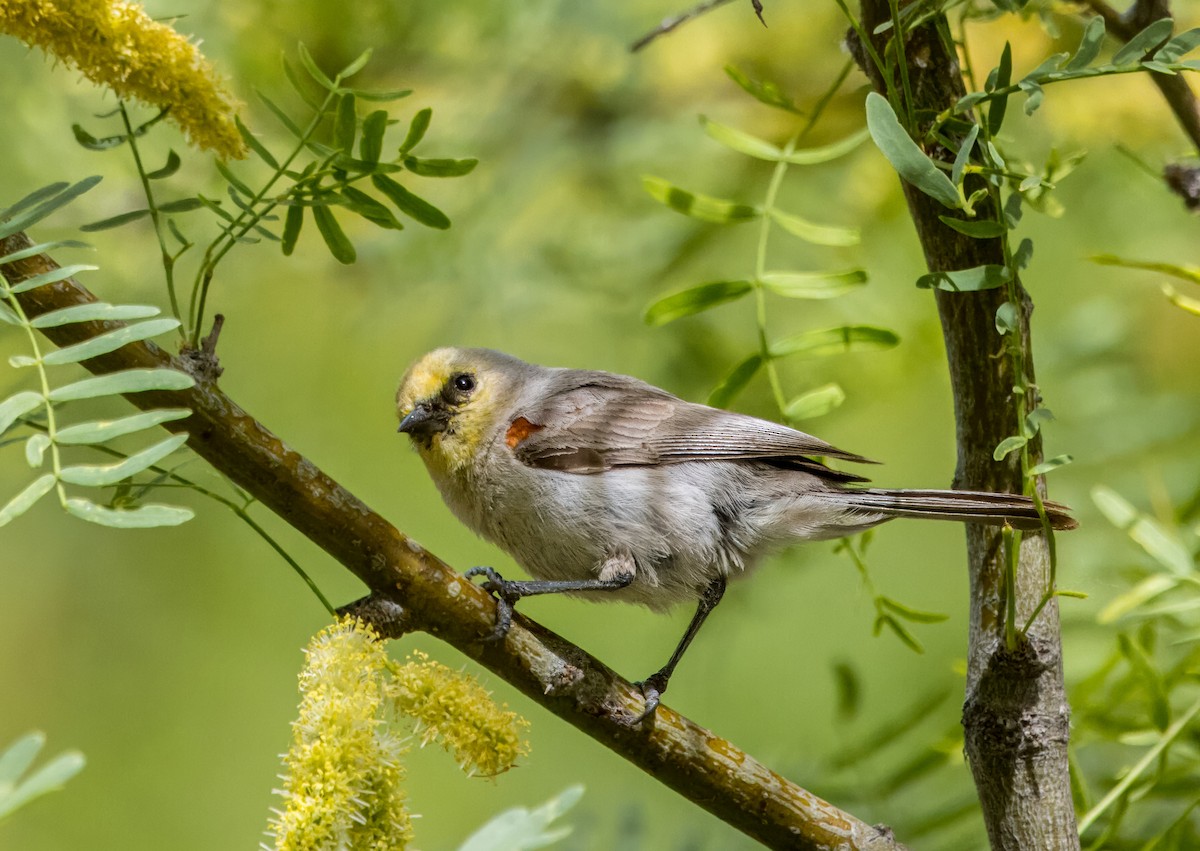 Verdin - Daniel Ward