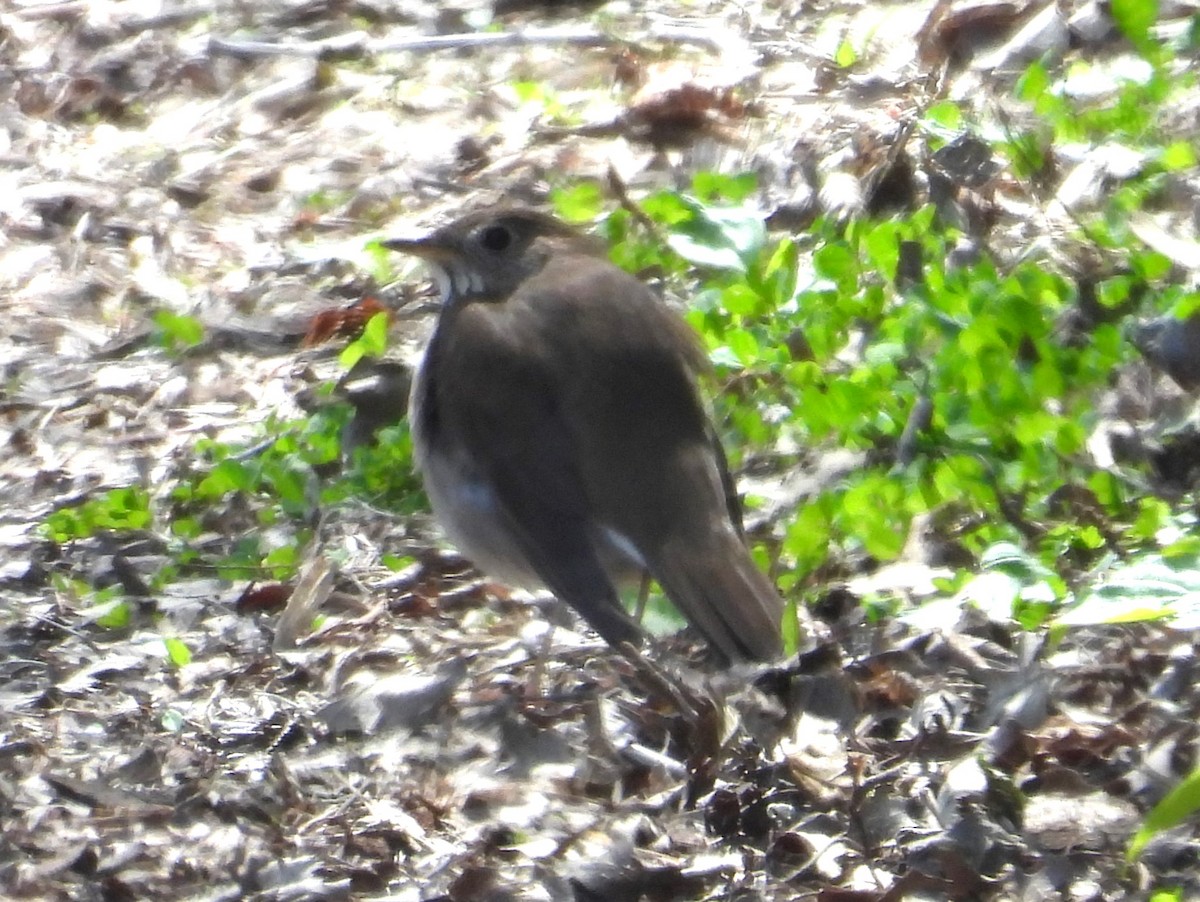 Gray-cheeked Thrush - Paolo Matteucci