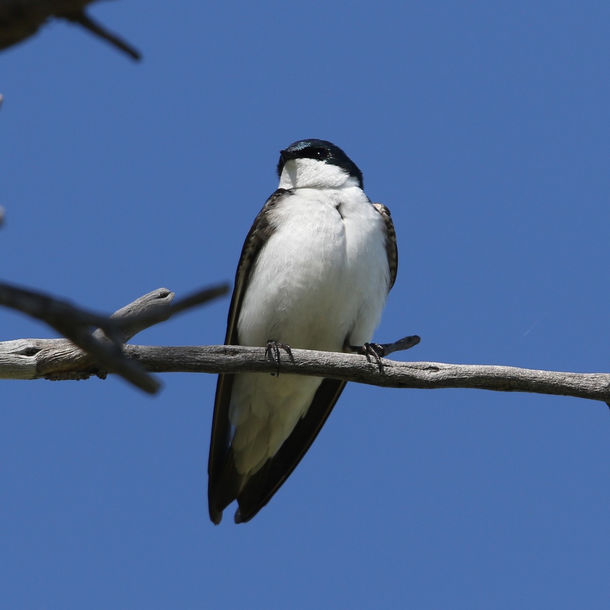 Tree Swallow - Matthew Henderson