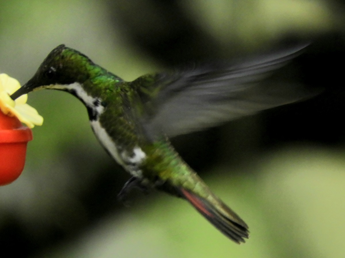 Black-throated Mango - Juan Delgado