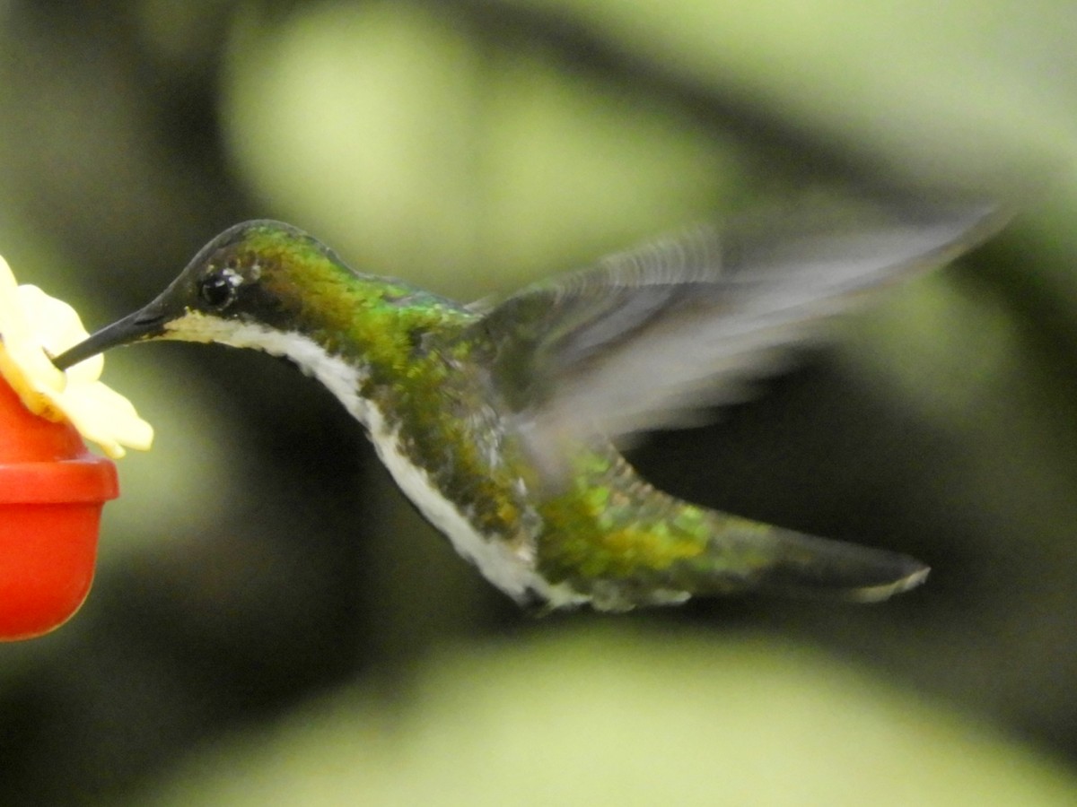 Black-throated Mango - Juan Delgado