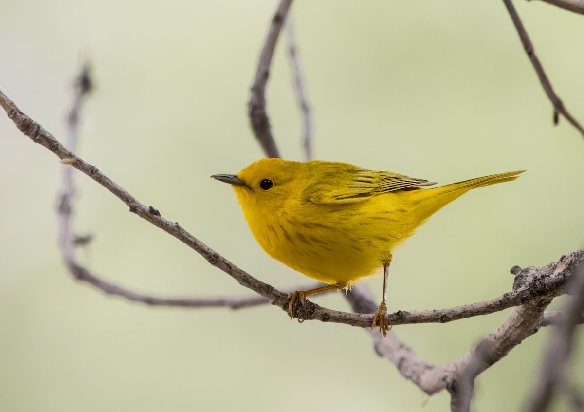 Yellow Warbler - Daniel Ward