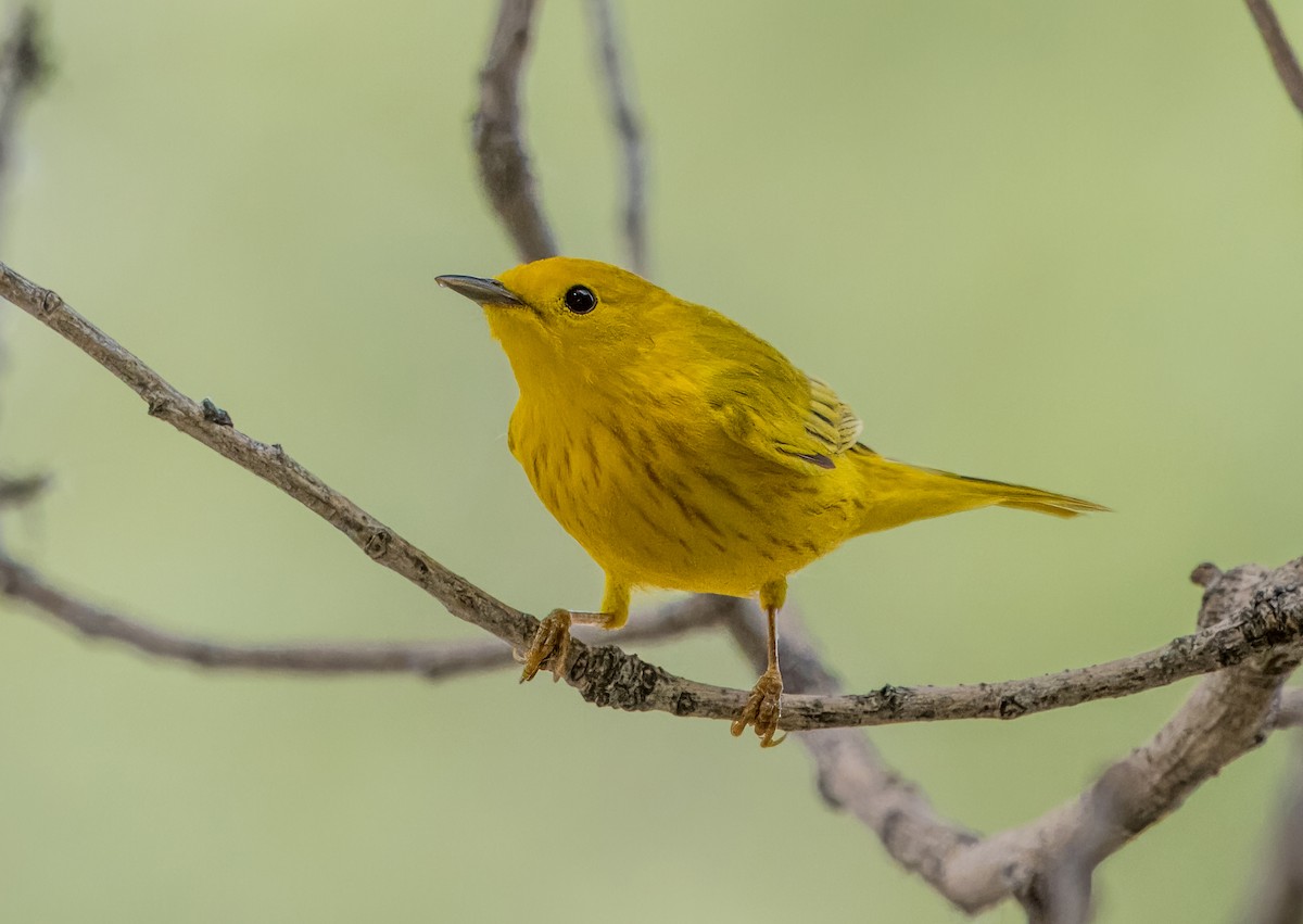 Yellow Warbler - Daniel Ward