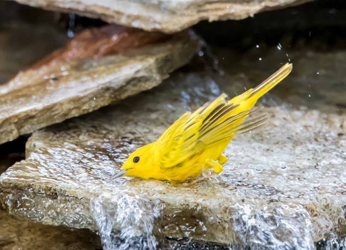 Yellow Warbler - Daniel Ward