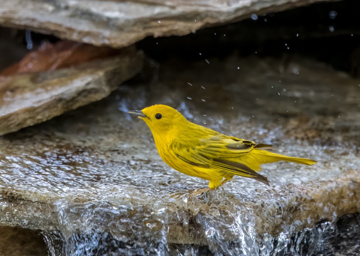 Yellow Warbler - Daniel Ward