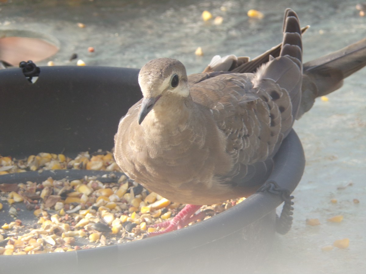 Mourning Dove - Texas Bird Family