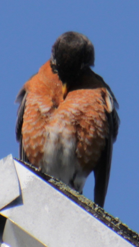 American Robin - Samuel Harris