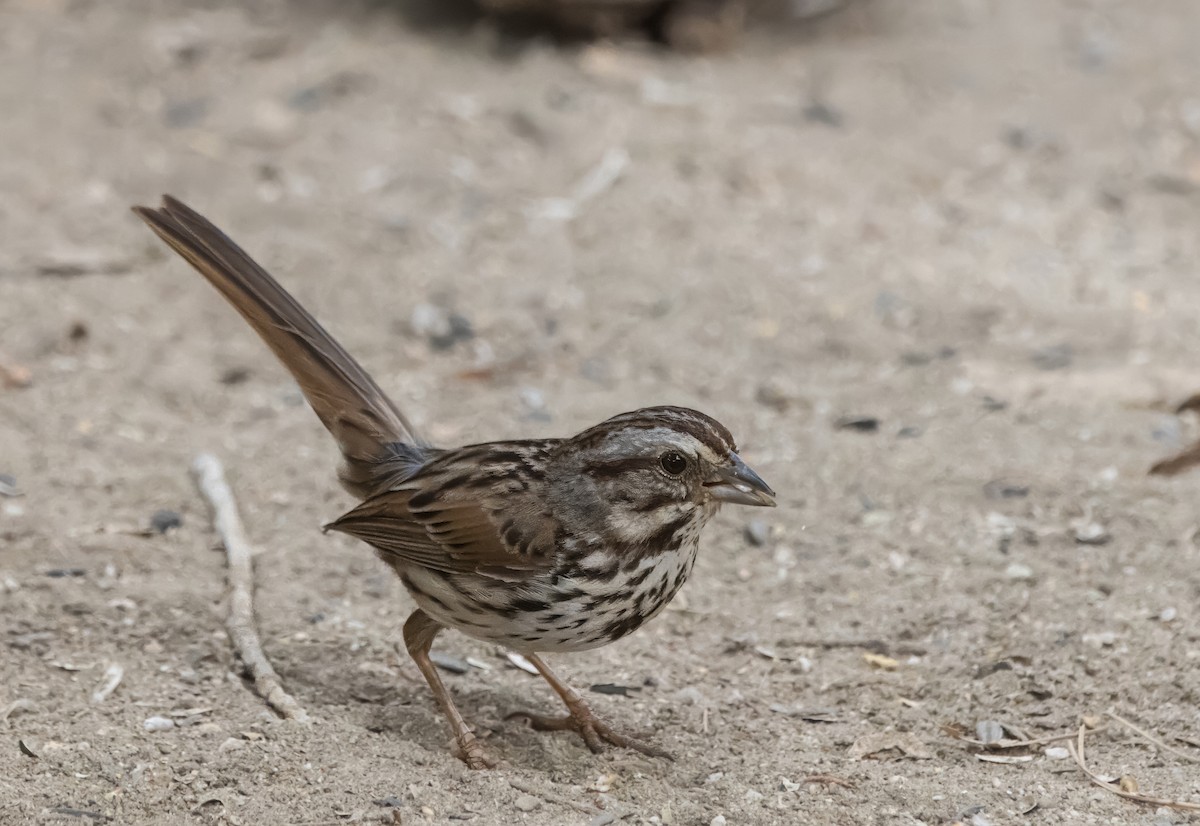 Song Sparrow - Daniel Ward