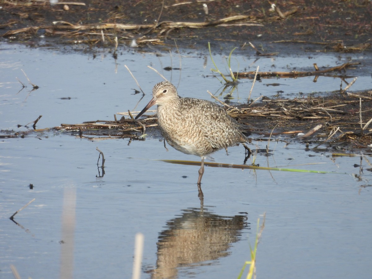 Willet - ML619543712