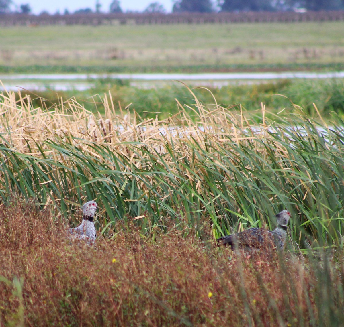 Southern Screamer - Pablo Romano