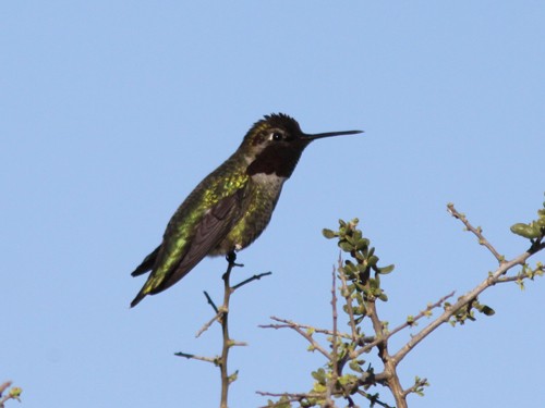 Anna's Hummingbird - Jorge Montejo