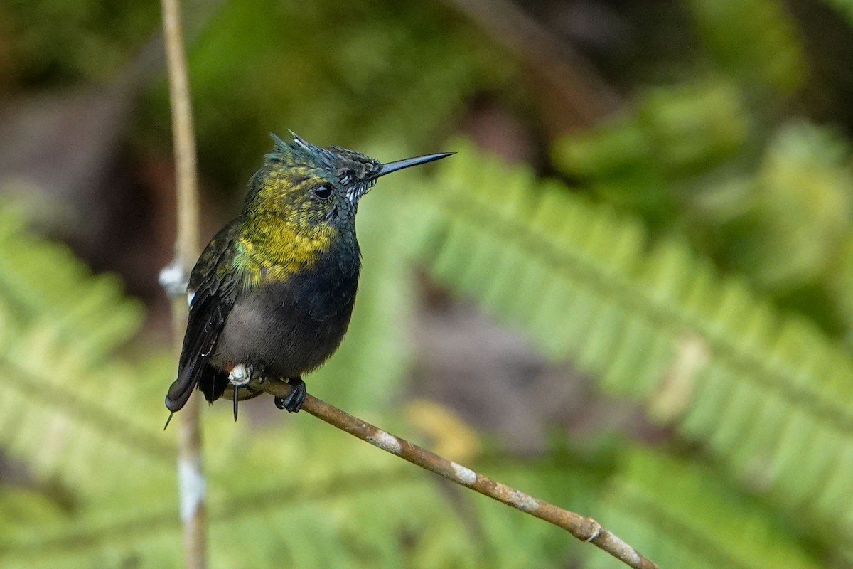 Wire-crested Thorntail - Celesta von Chamier