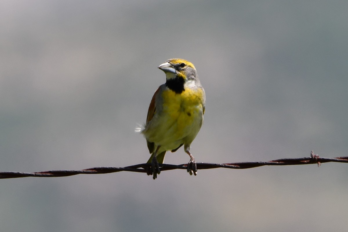 Dickcissel - Carmen Ricer