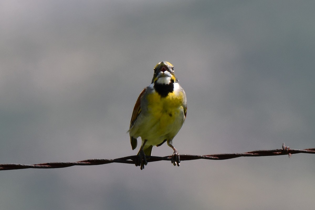 Dickcissel - Carmen Ricer