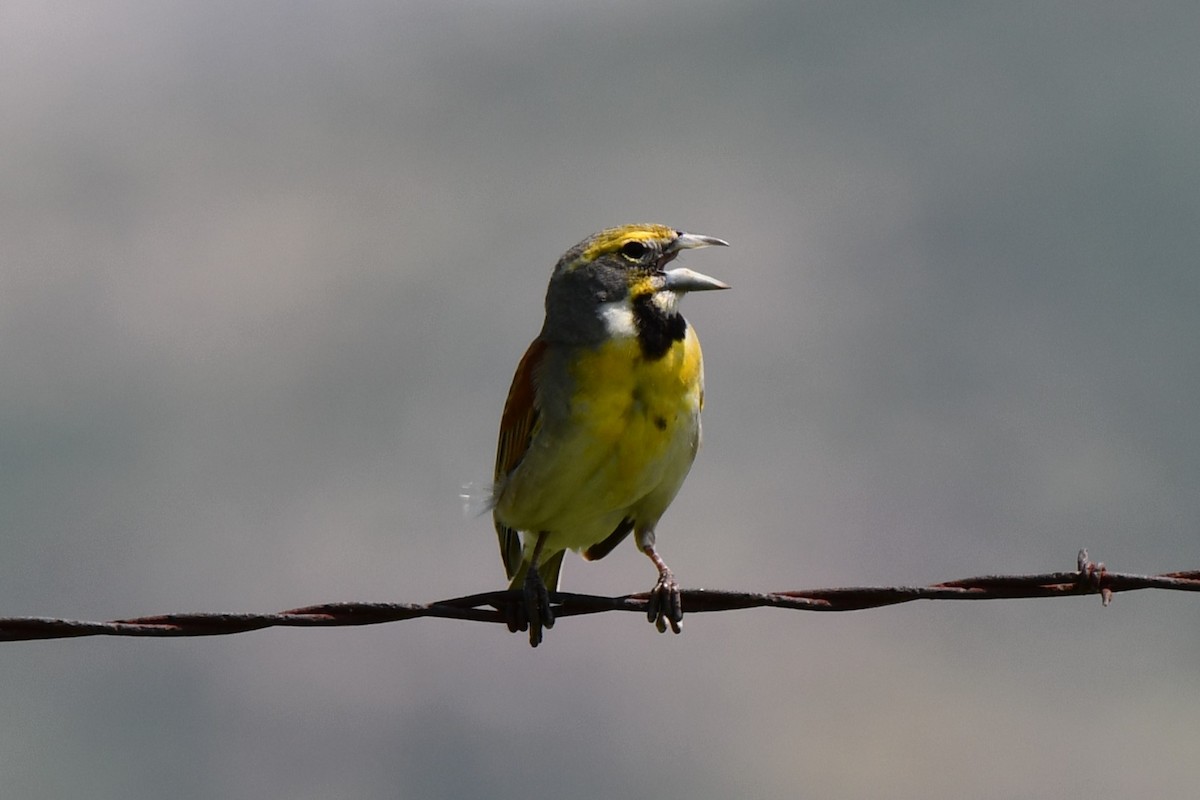 Dickcissel - Carmen Ricer