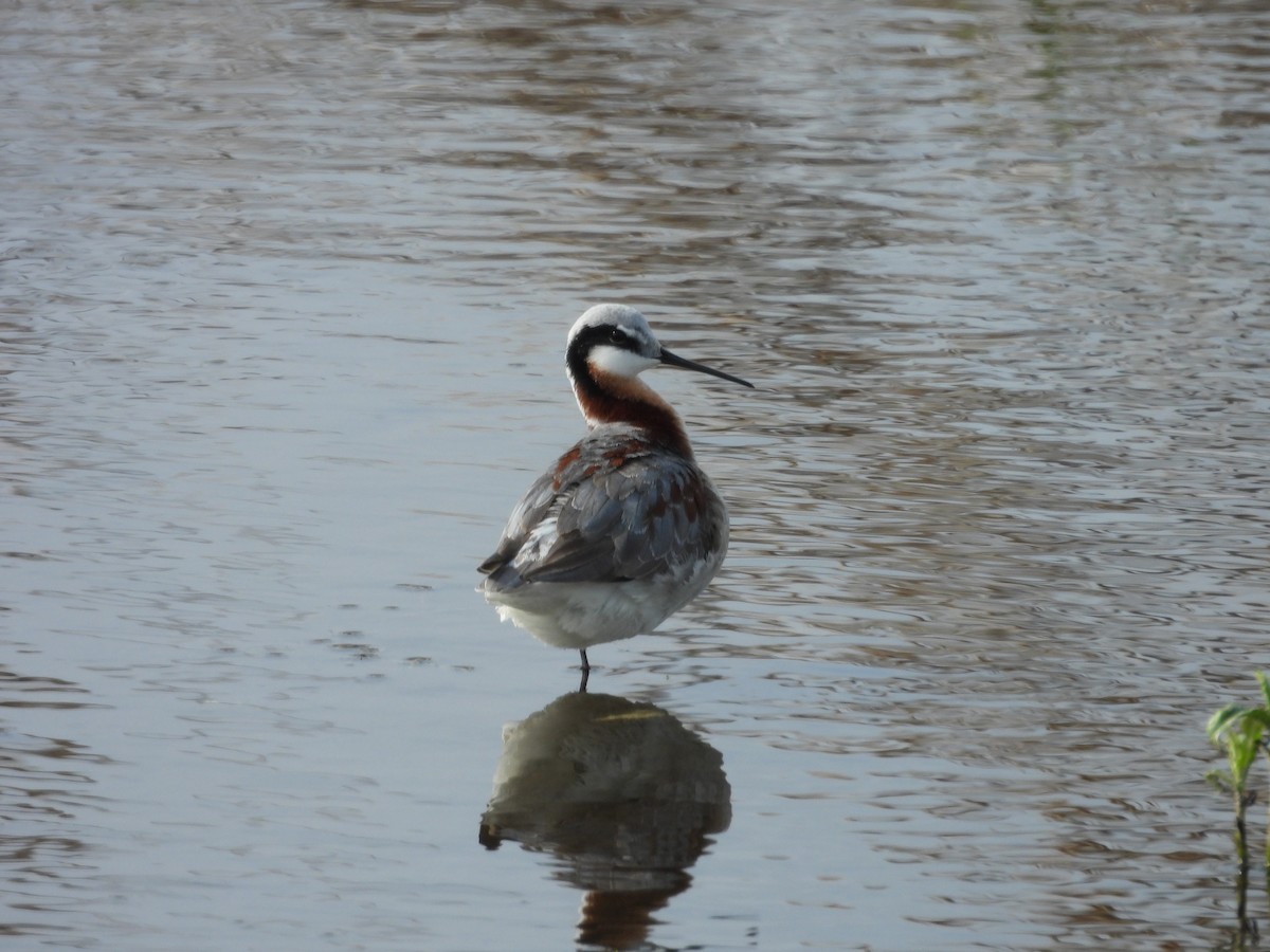 Wilson's Phalarope - Paolo Matteucci