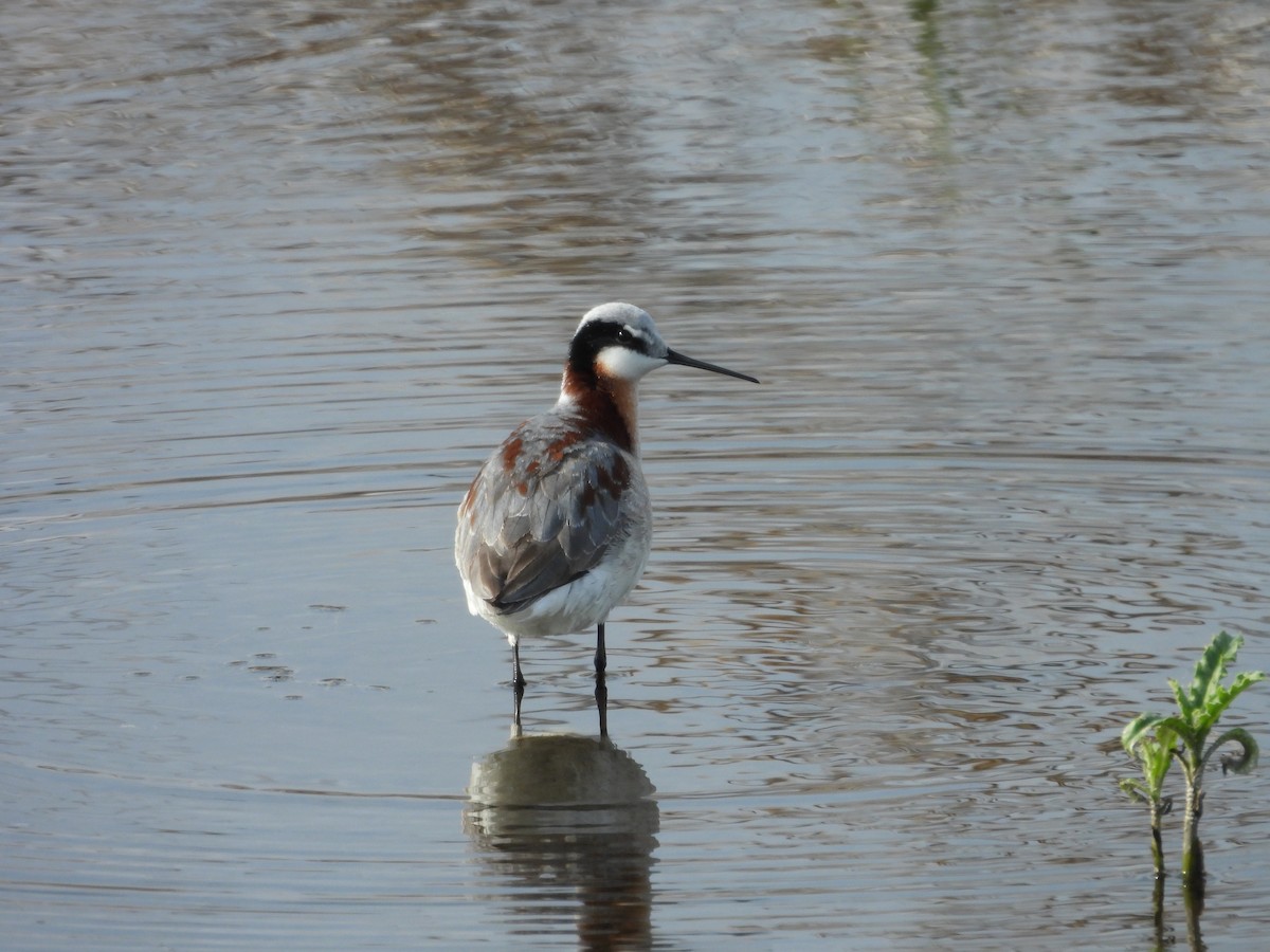 Wilson's Phalarope - Paolo Matteucci