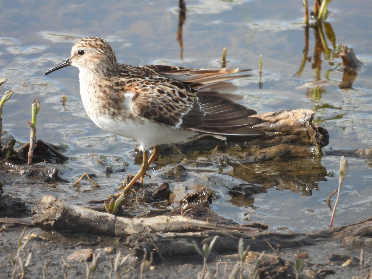 Least Sandpiper - Paolo Matteucci