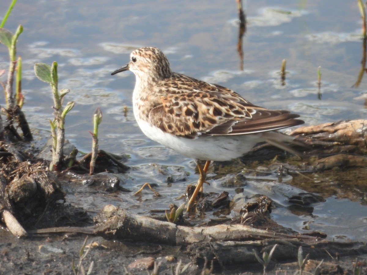 Least Sandpiper - Paolo Matteucci